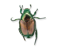 Scarabée Japonais kit -...